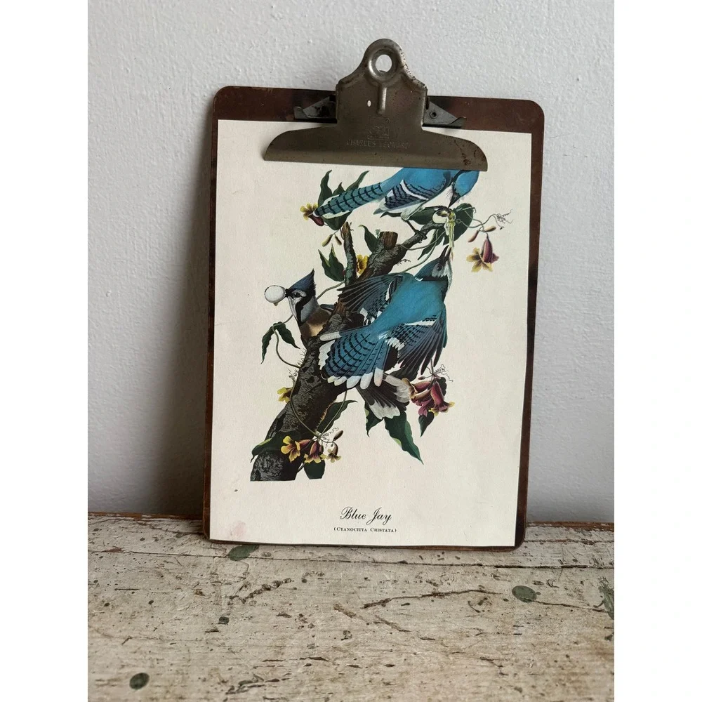 Vintage Charles Leonard Clipboard Blue Jay Bird Illustration Botanical Art Decor